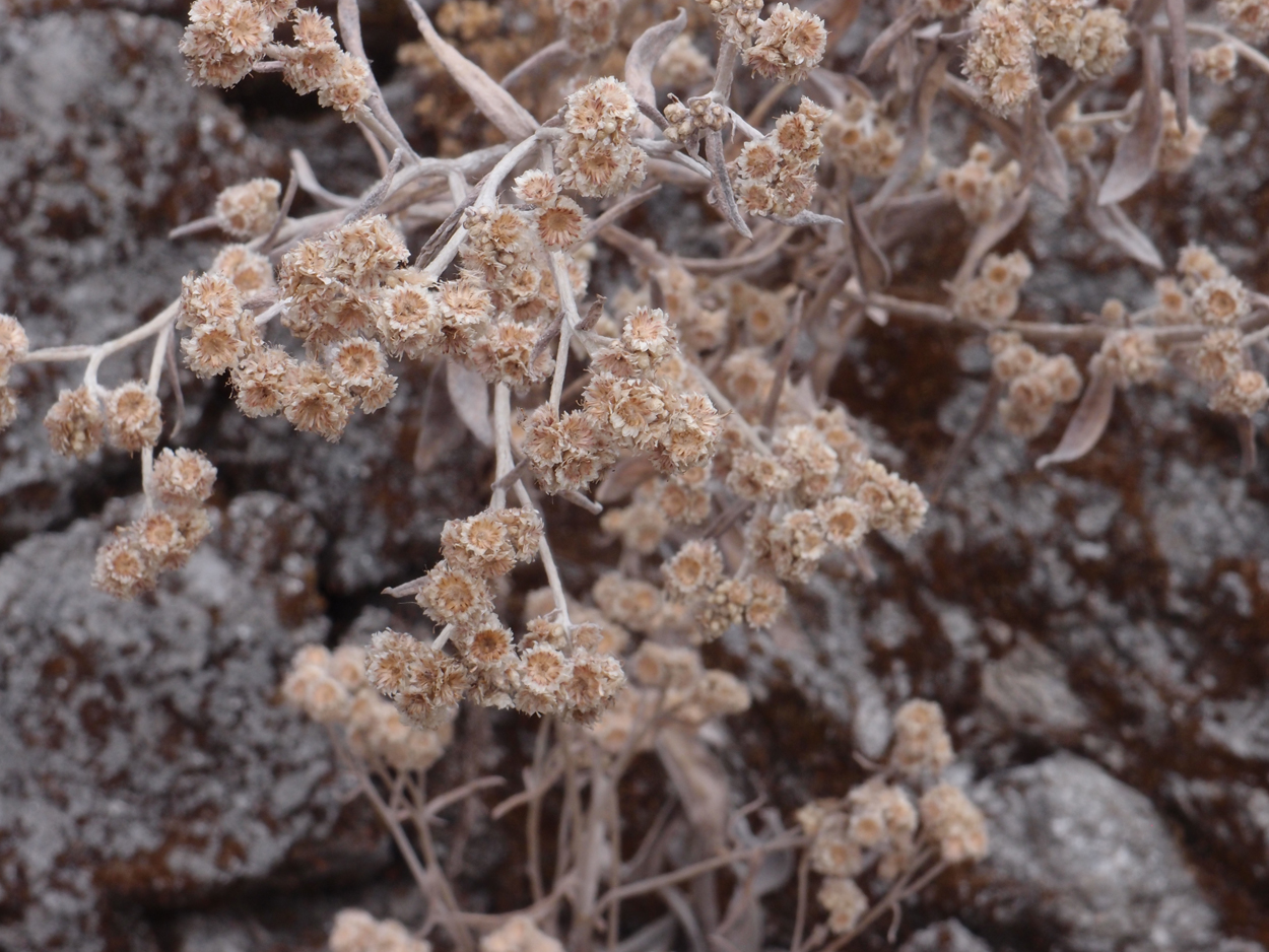 2018-01-16 12 Uhr - Im Shivapuri Nagarjun National Park (Nagi Gumba) (Foto) 